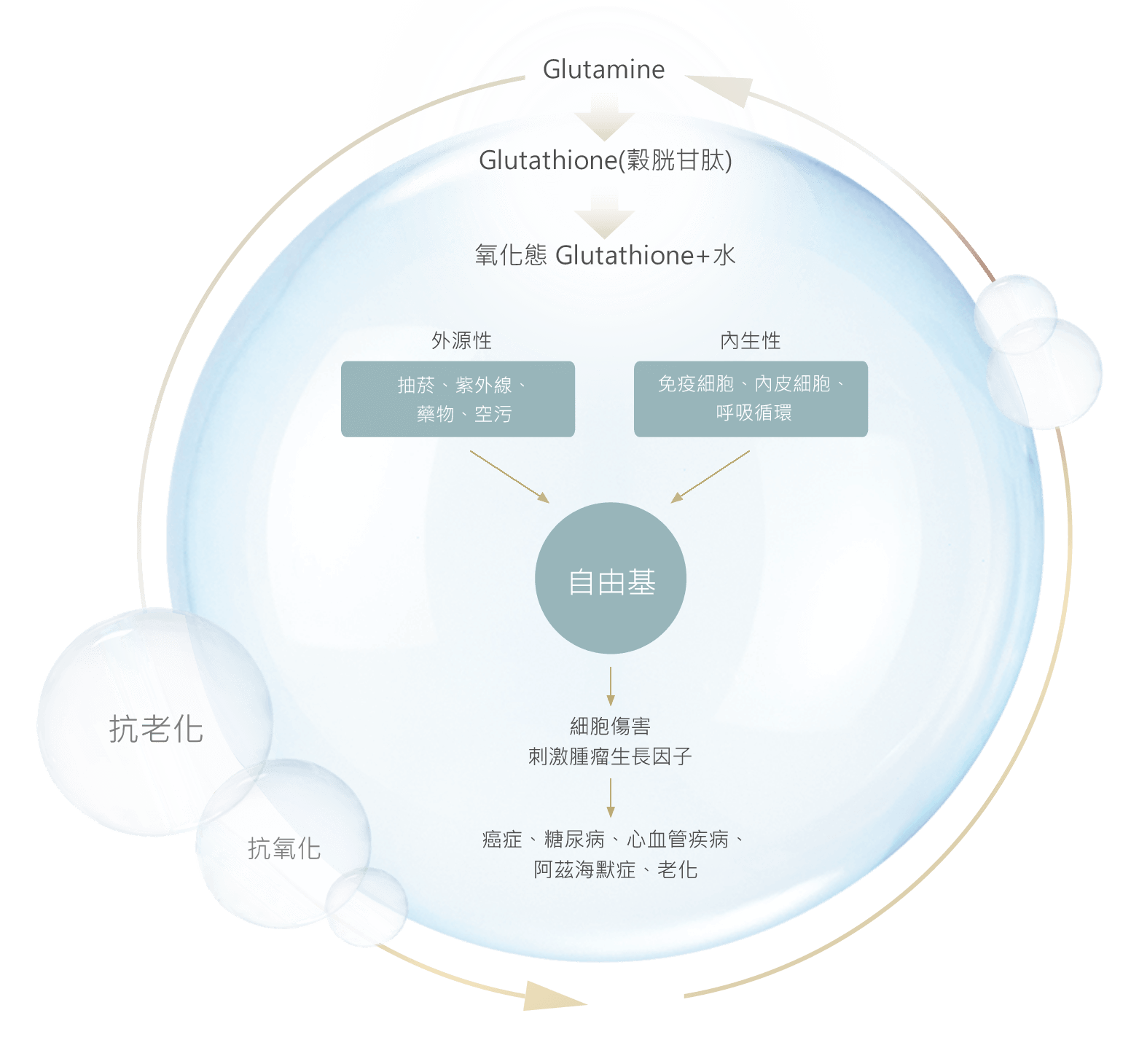 Glutamine與抗老化